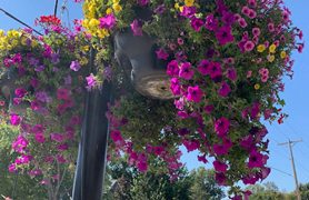 Our Great City Volunteers Kept Our Flower Baskets Looking Beautiful!