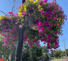 Our Great City Volunteers Kept Our Flower Baskets Looking Beautiful!