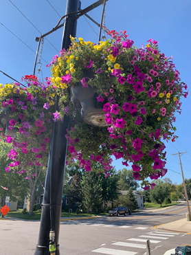Our Great City Volunteers Kept Our Flower Baskets Looking Beautiful!